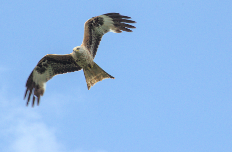 A bird of prey, possibly a kestral